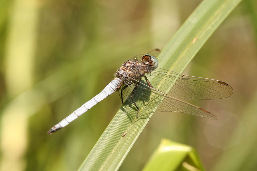 Orthetrum coerulescens e O. brunneum
